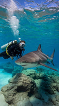 Buceo con Tiburones